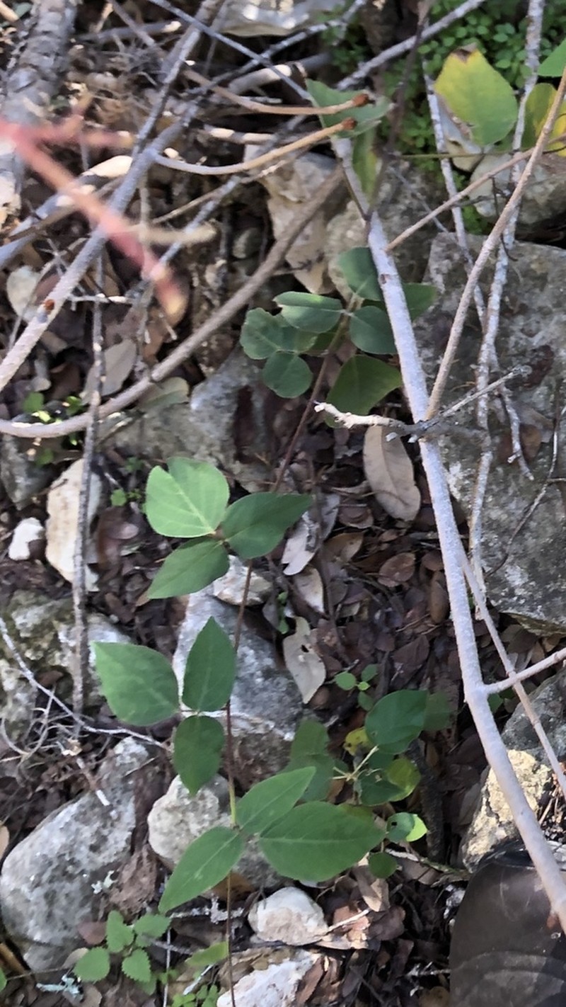 Lindheimer's Ticktrefoil photo 2