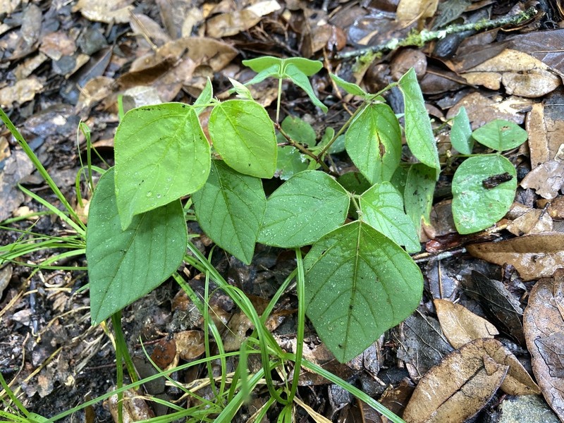 Lindheimer's Ticktrefoil photo 3