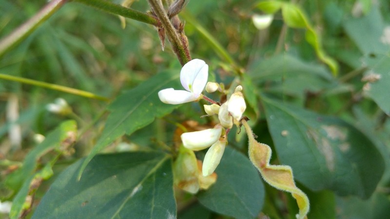 Lindheimer's Ticktrefoil photo 4