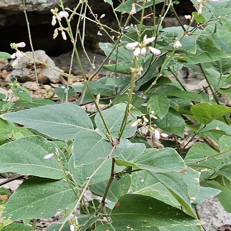 Lindheimer's Ticktrefoil photo 5