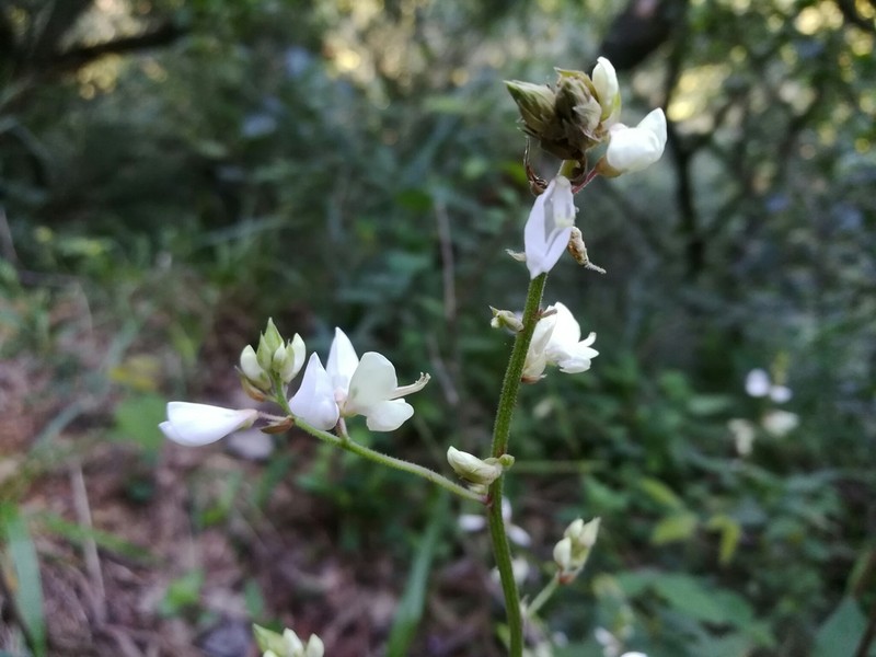Lindheimer's Ticktrefoil photo 6