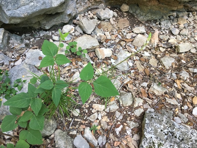 Lindheimer's Ticktrefoil photo 7