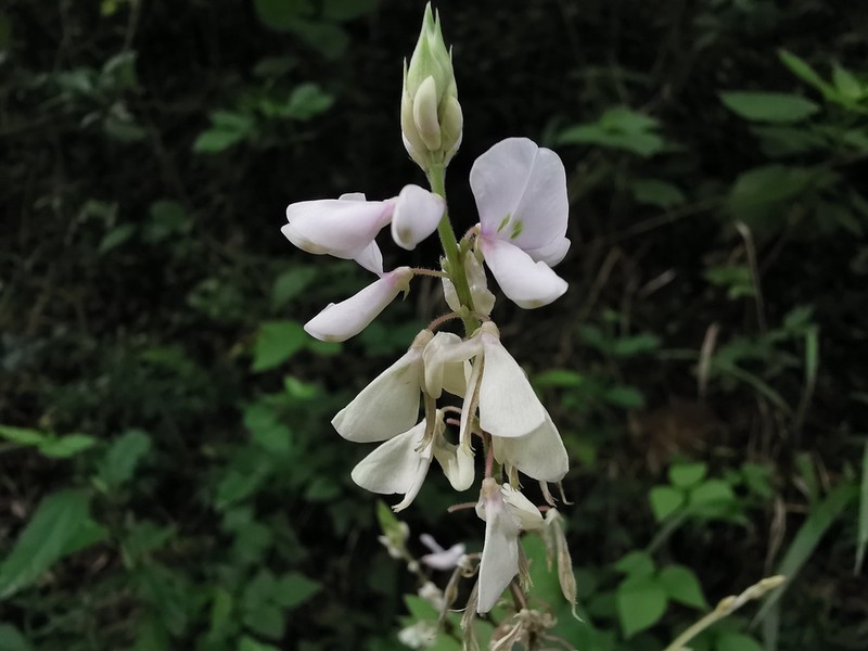 Lindheimer's Ticktrefoil photo 8