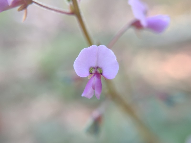 Sand Ticktrefoil