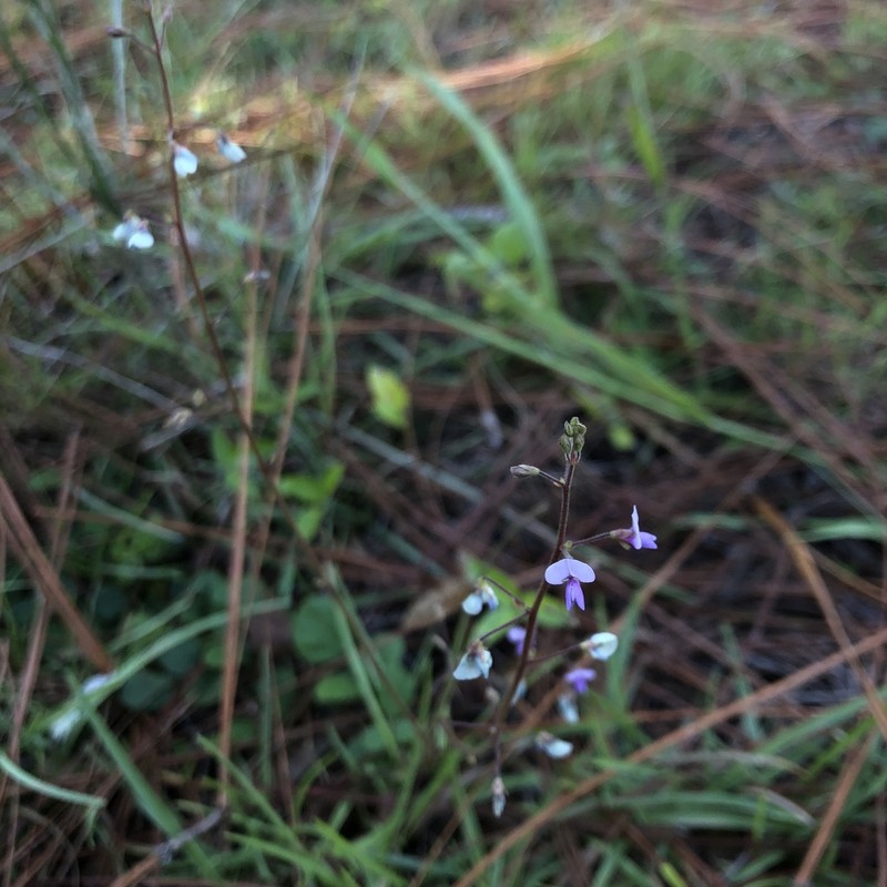 Sand Ticktrefoil photo 2