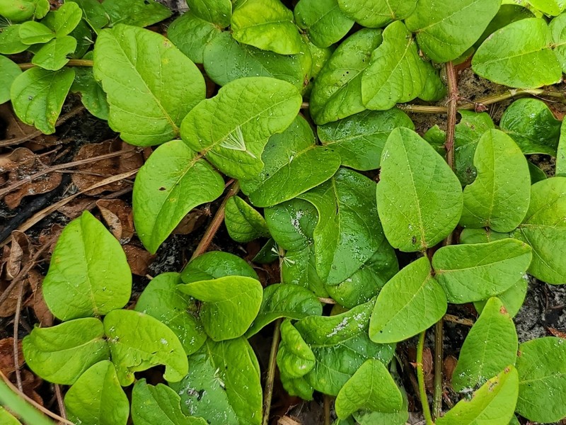 Sand Ticktrefoil photo 3