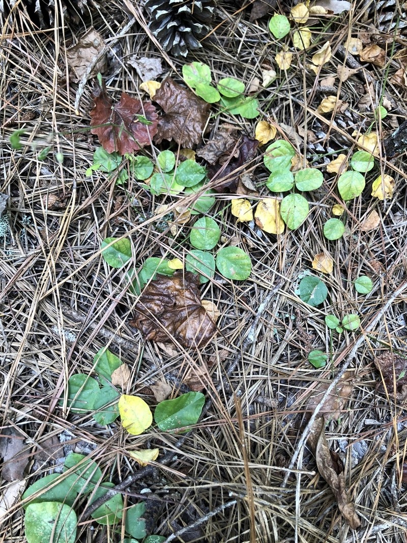Sand Ticktrefoil photo 4