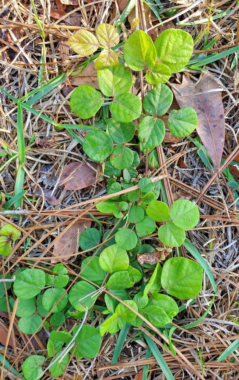 Sand Ticktrefoil photo 5