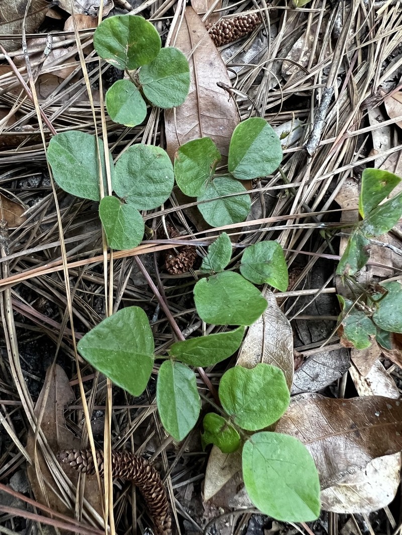 Sand Ticktrefoil photo 7