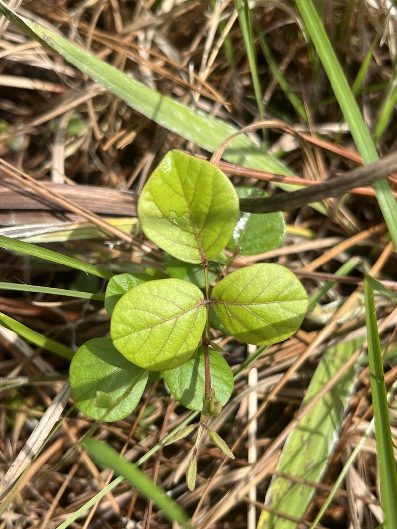 Sand Ticktrefoil photo 8