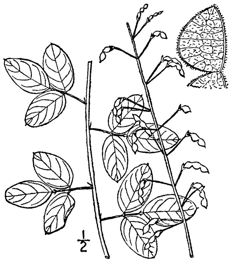 Smooth Small-Leaf Ticktrefoil