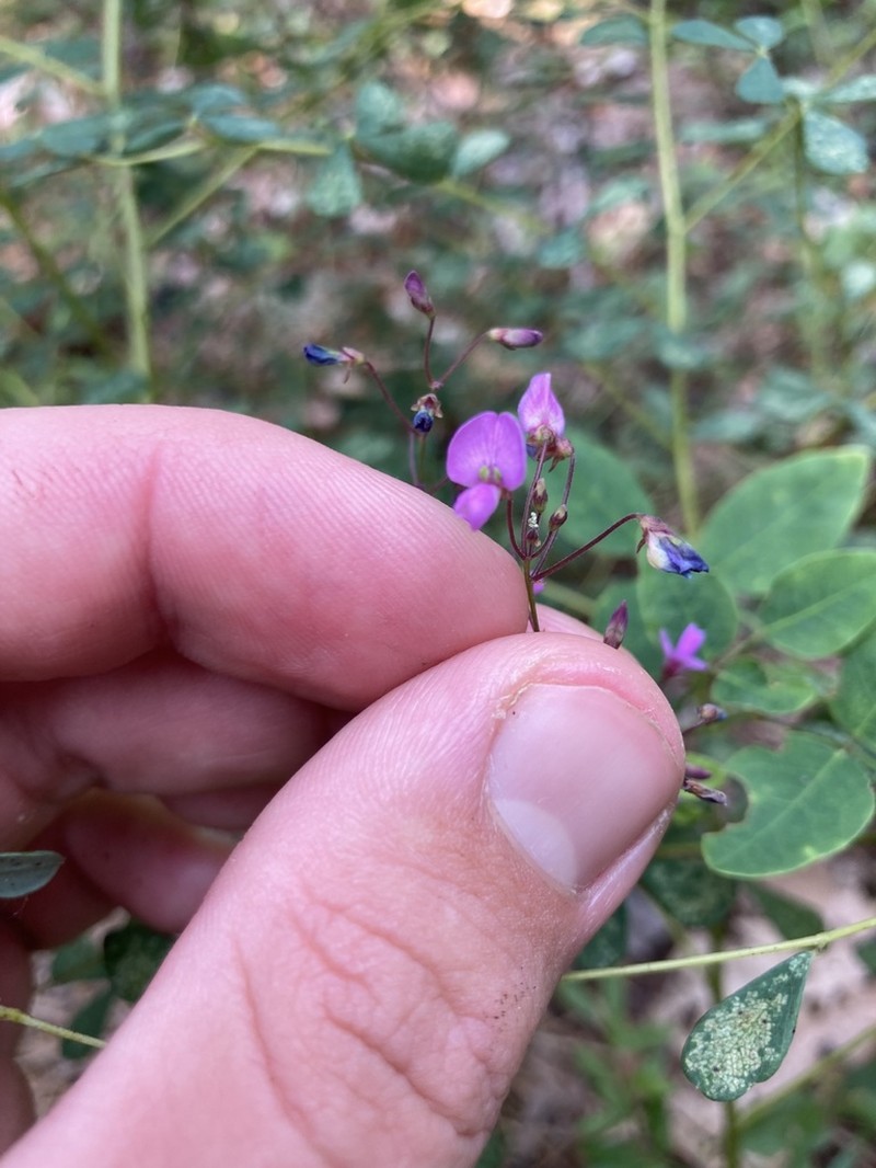 Smooth Small-Leaf Ticktrefoil