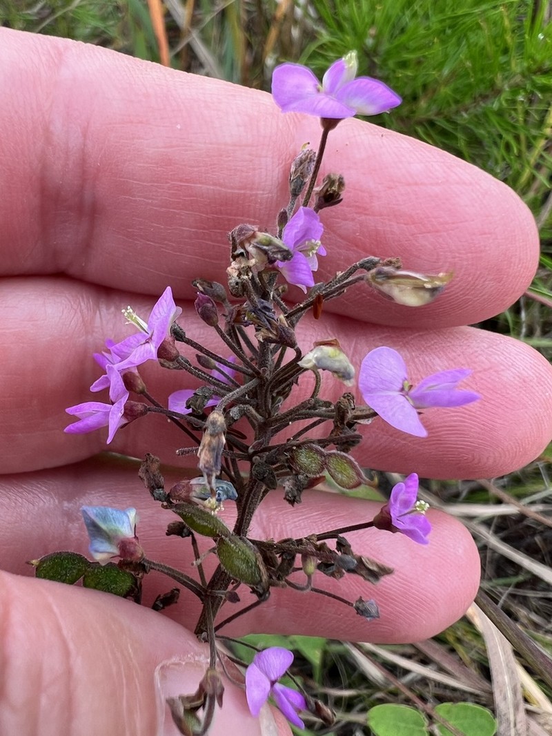 Smooth Small-Leaf Ticktrefoil photo 2