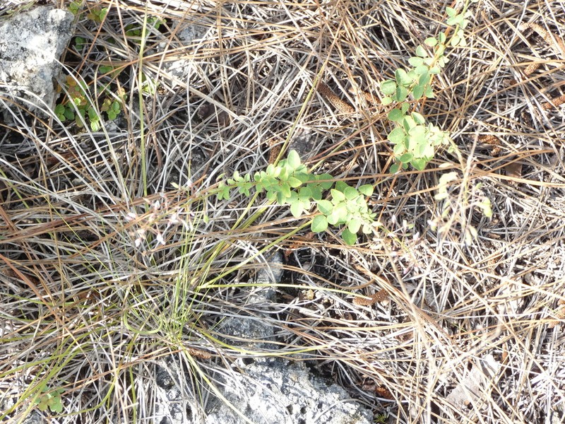 Smooth Small-Leaf Ticktrefoil photo 3