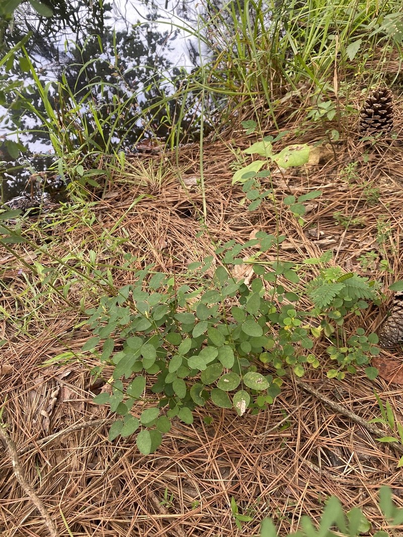 Smooth Small-Leaf Ticktrefoil photo 4