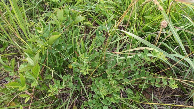 Smooth Small-Leaf Ticktrefoil photo 6