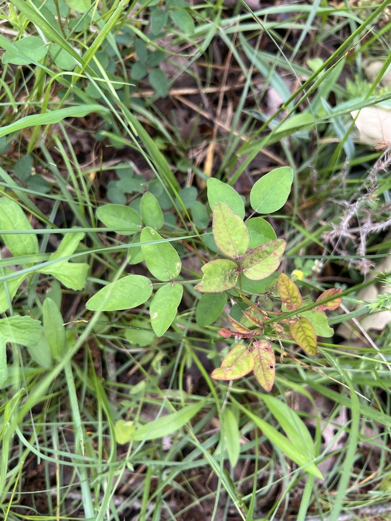 Smooth Small-Leaf Ticktrefoil photo 7