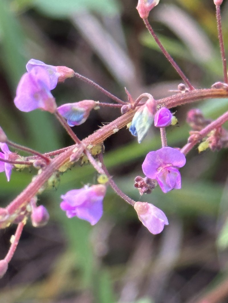 Smooth Small-Leaf Ticktrefoil photo 8
