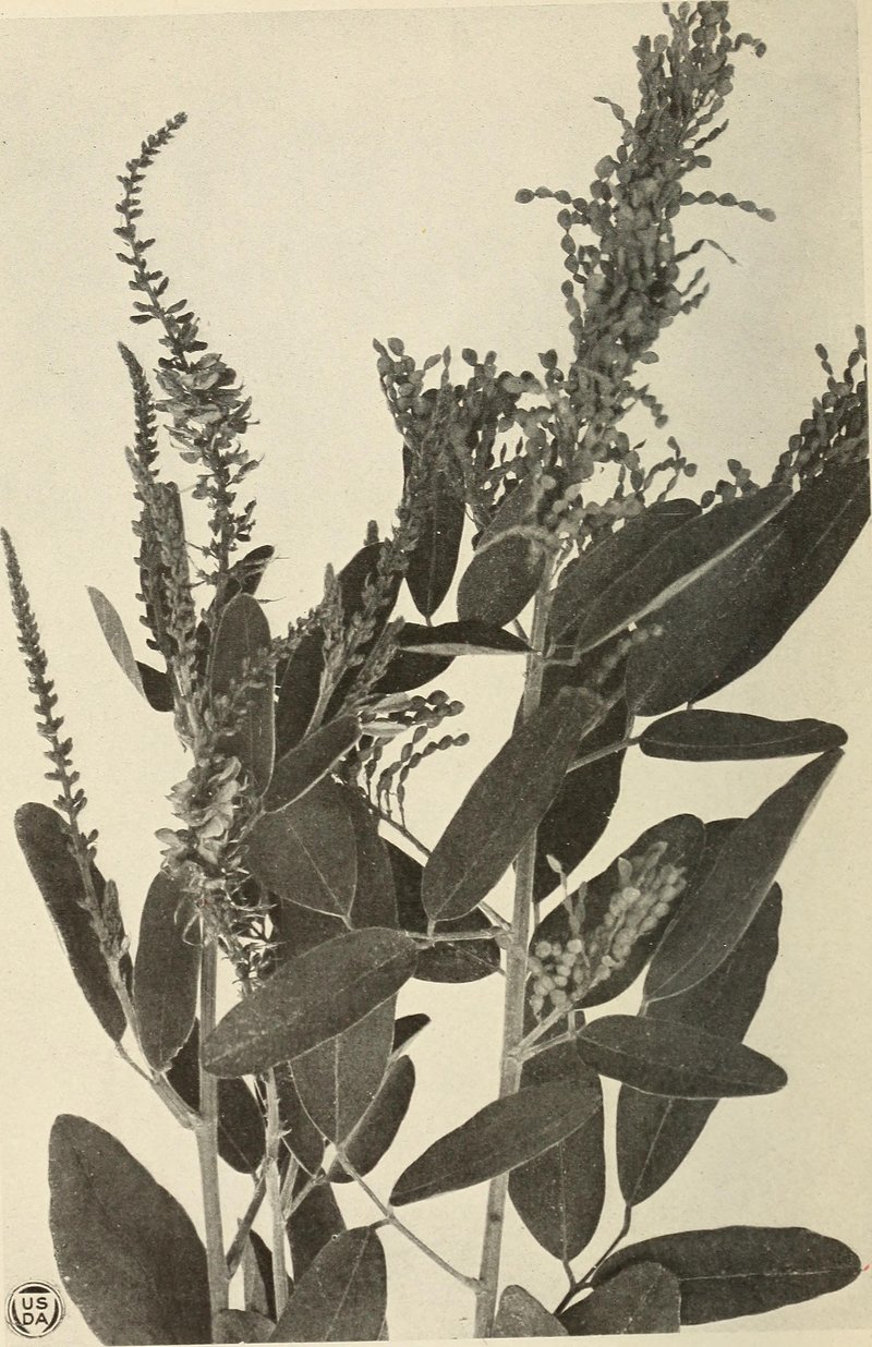 Desmodium nicaraguense