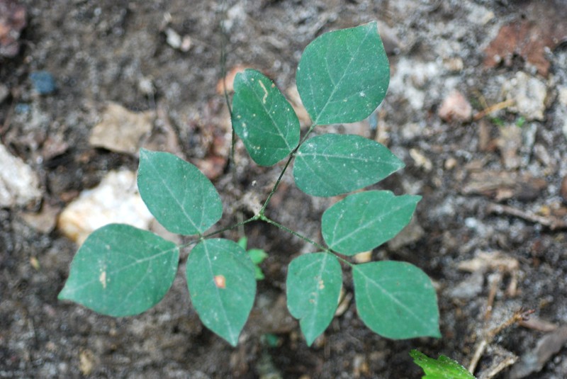 Nakedflower Ticktrefoil photo 4