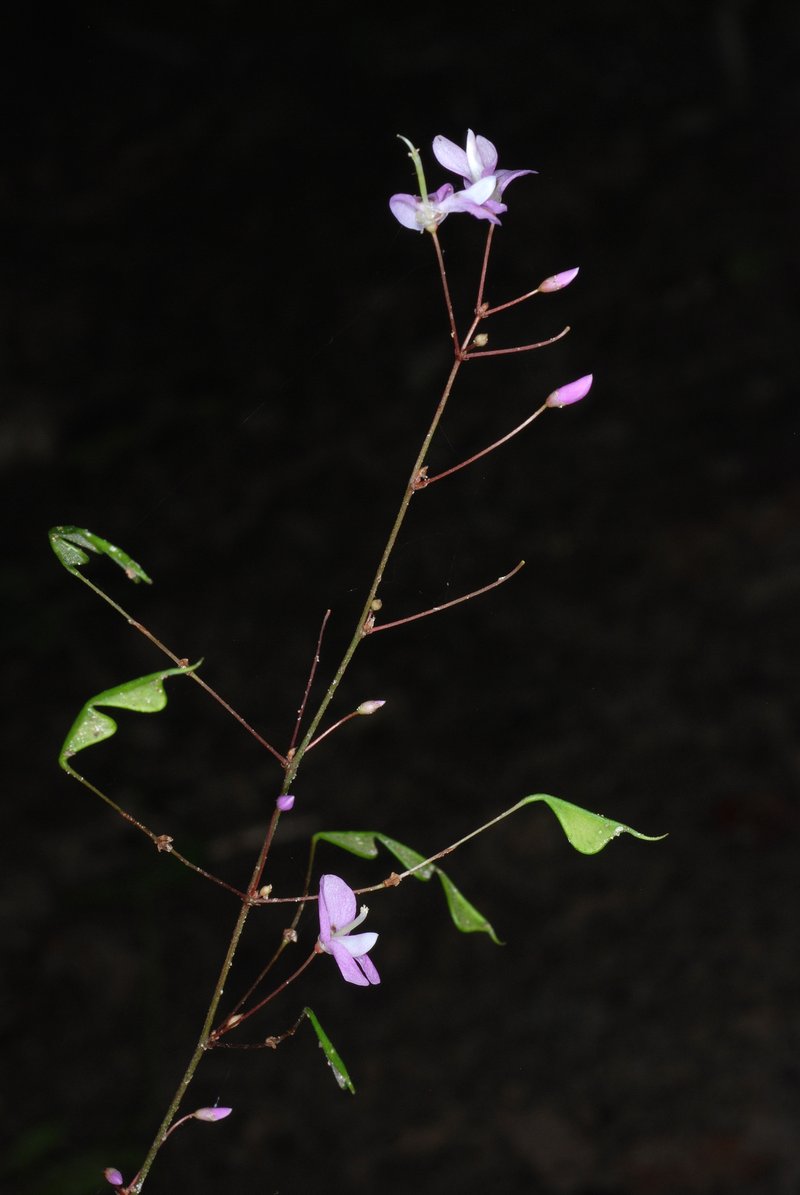 Nakedflower Ticktrefoil photo 5