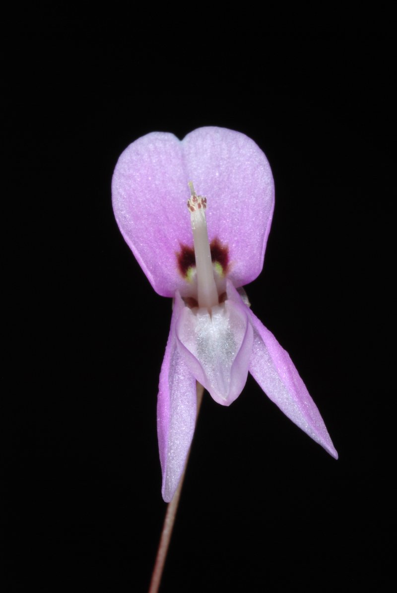 Nakedflower Ticktrefoil photo 7