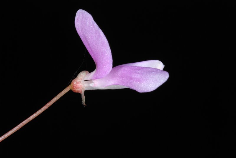 Nakedflower Ticktrefoil photo 8