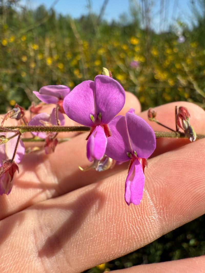 Nuttall's Ticktrefoil photo 2