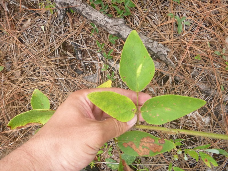Nuttall's Ticktrefoil photo 3