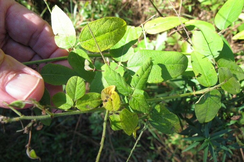 Nuttall's Ticktrefoil photo 4