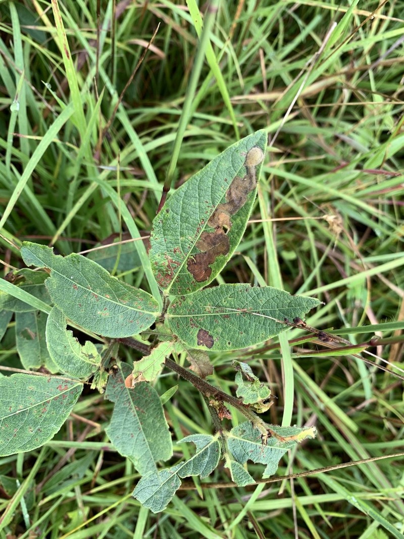 Nuttall's Ticktrefoil photo 8