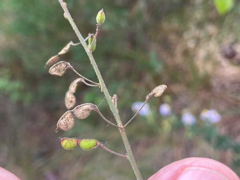Stiff Ticktrefoil
