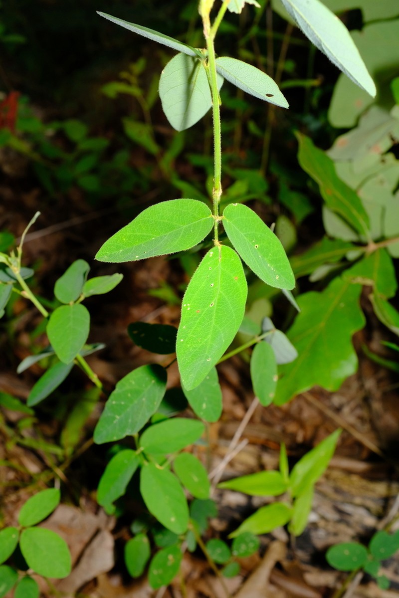 Stiff Ticktrefoil photo 2