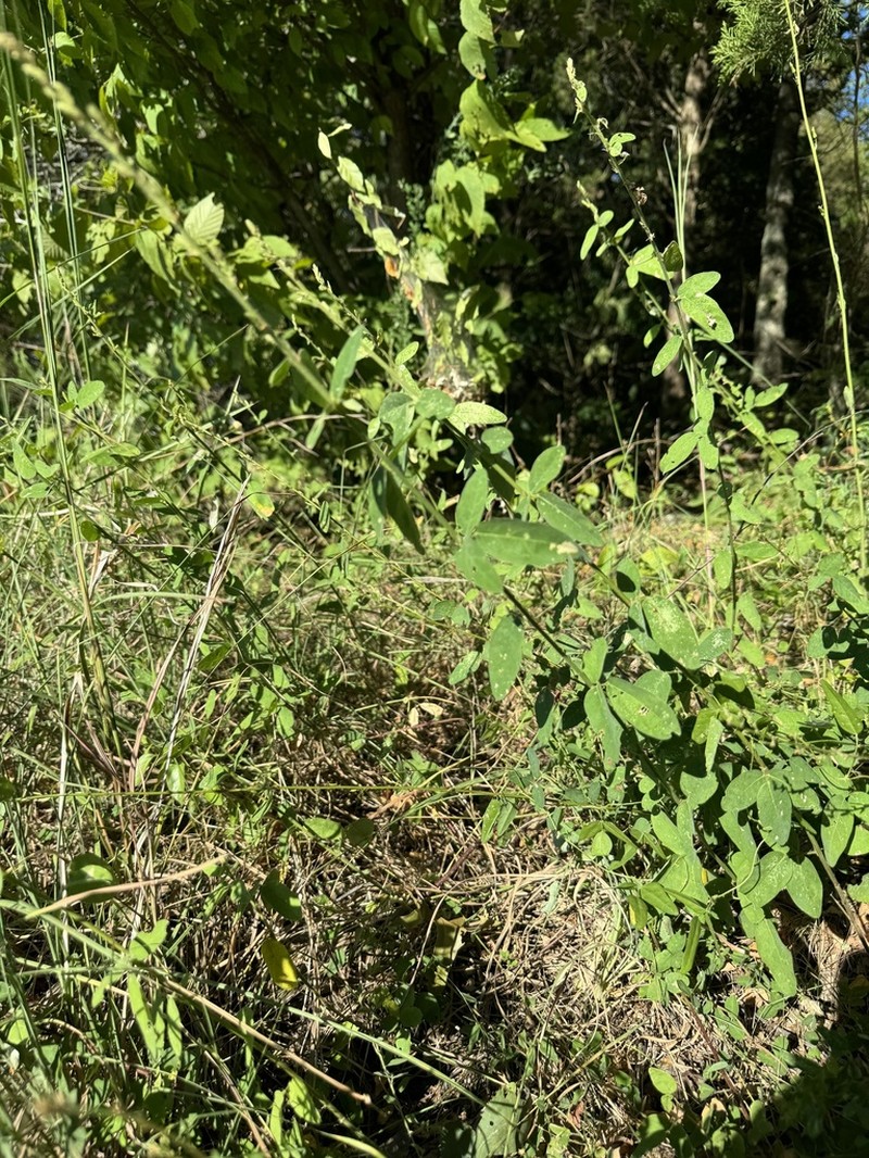 Stiff Ticktrefoil photo 3