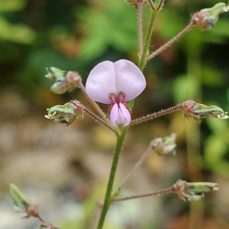 Stiff Ticktrefoil photo 4