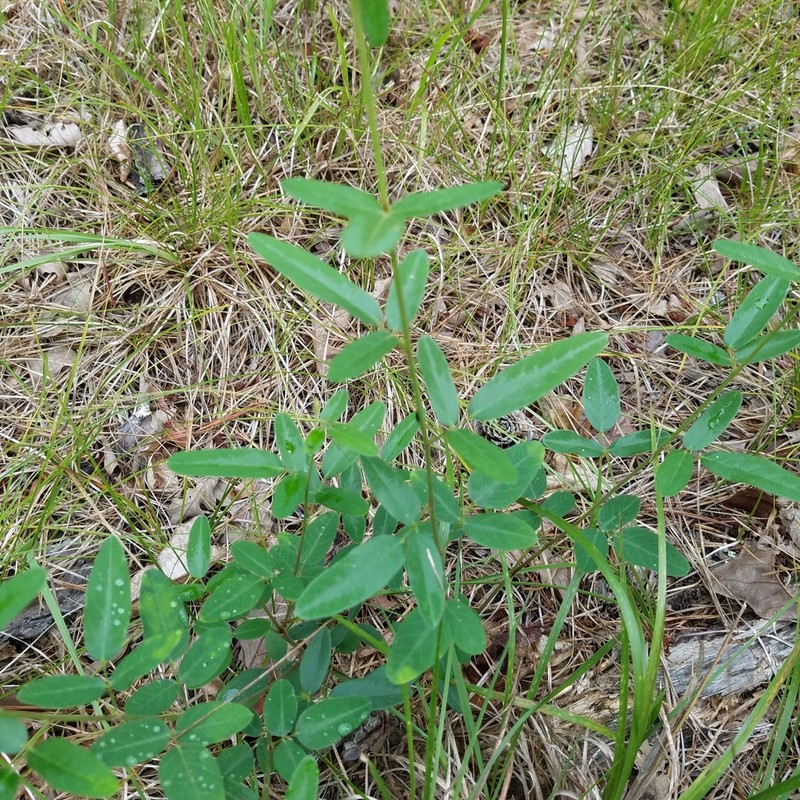 Stiff Ticktrefoil photo 5