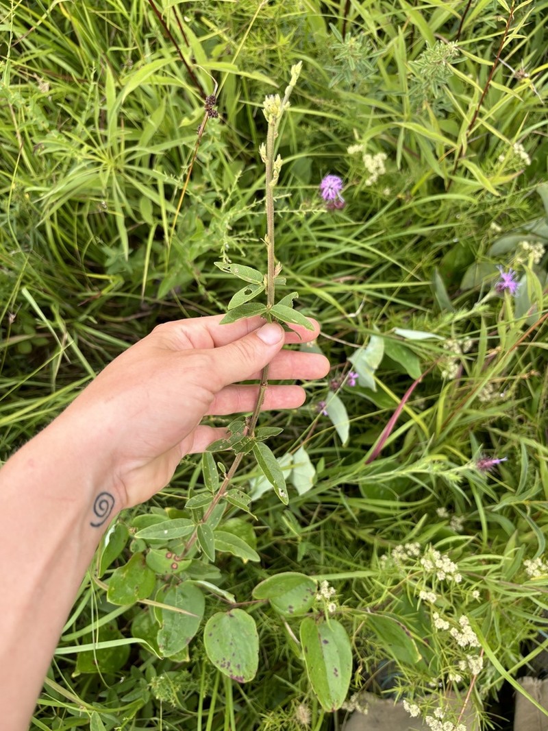 Stiff Ticktrefoil photo 6