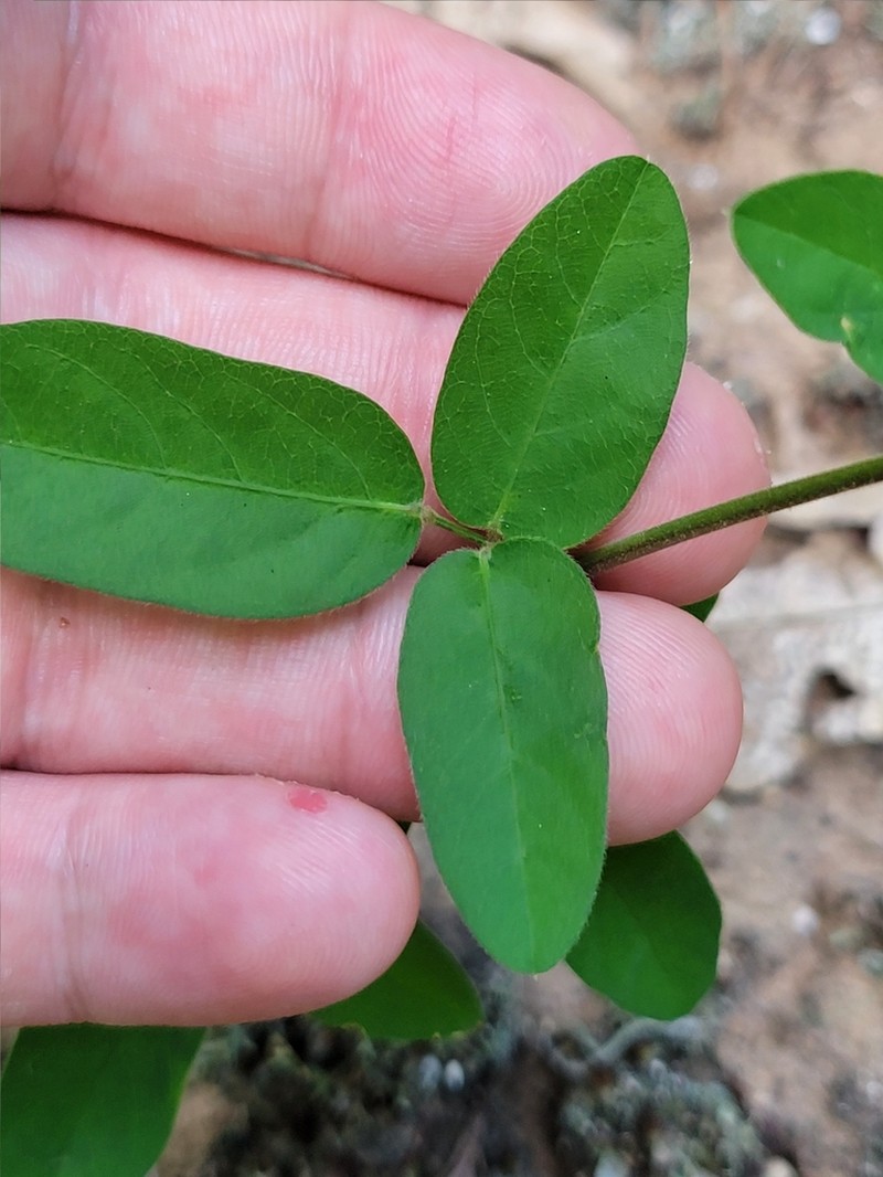 Stiff Ticktrefoil photo 7