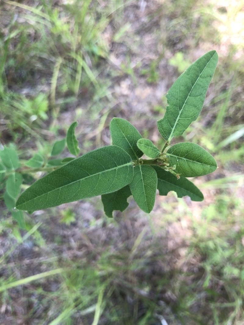 Stiff Ticktrefoil photo 8