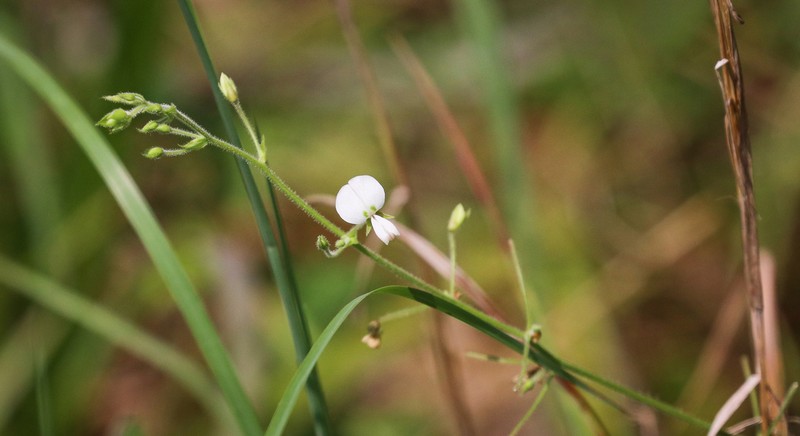 Cream Ticktrefoil photo 2