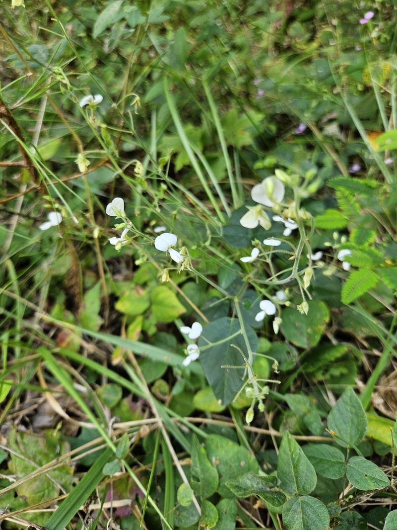 Cream Ticktrefoil photo 4
