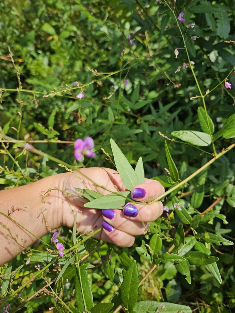 Panicledleaf Ticktrefoil