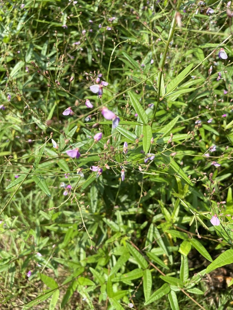 Panicledleaf Ticktrefoil photo 2