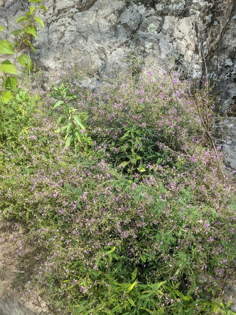 Panicledleaf Ticktrefoil photo 3