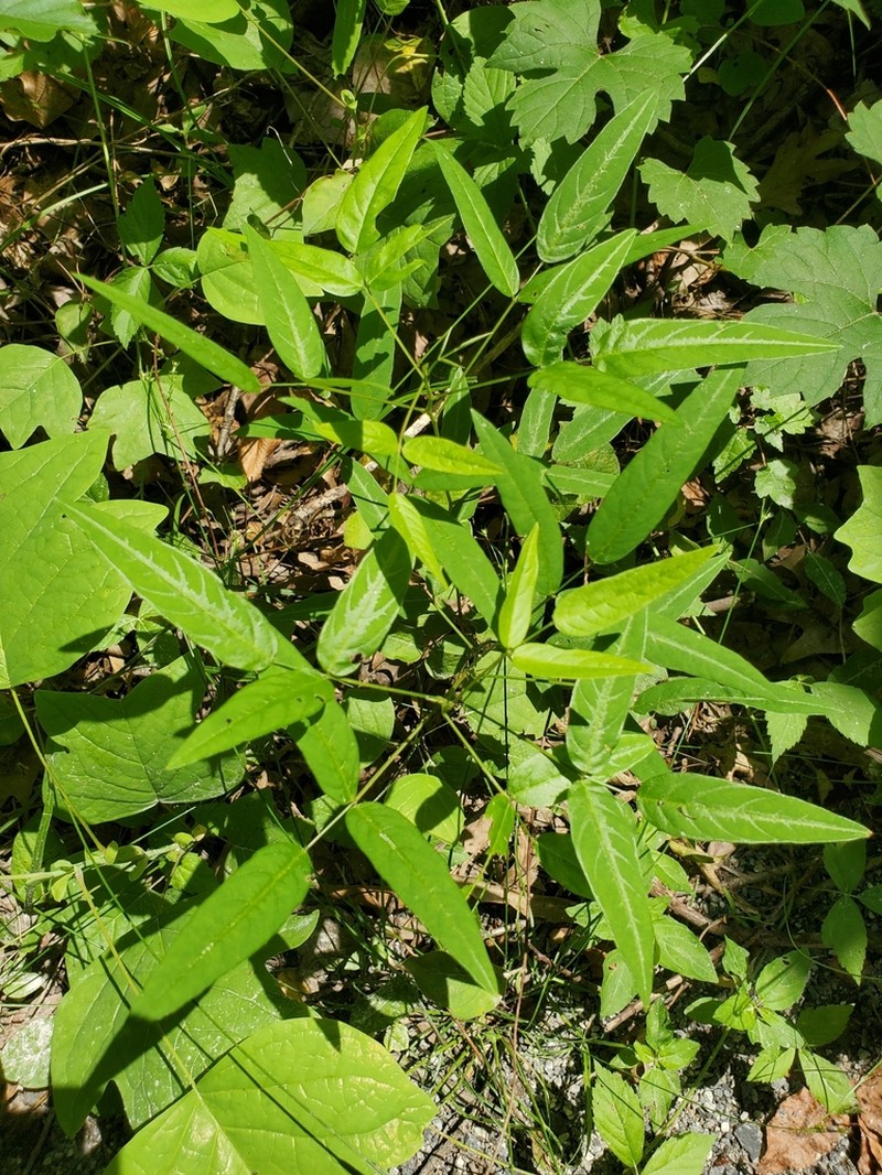Panicledleaf Ticktrefoil photo 4