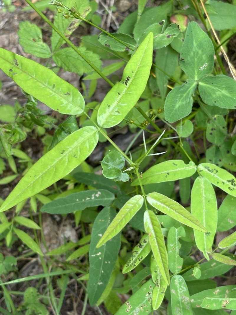 Panicledleaf Ticktrefoil photo 5