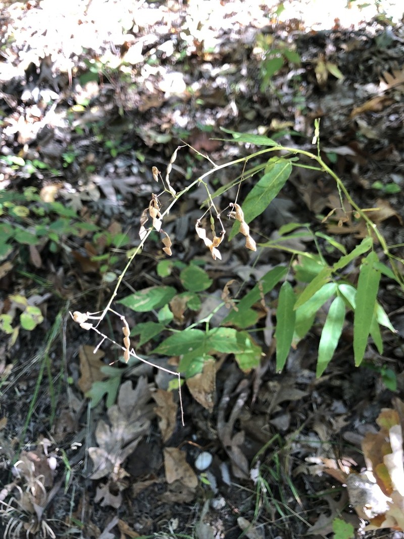 Panicledleaf Ticktrefoil photo 6