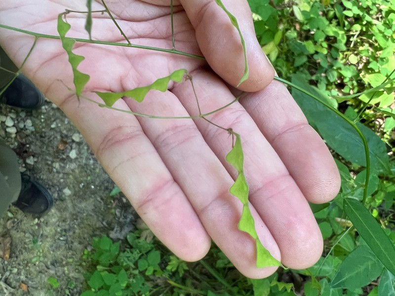 Panicledleaf Ticktrefoil photo 7