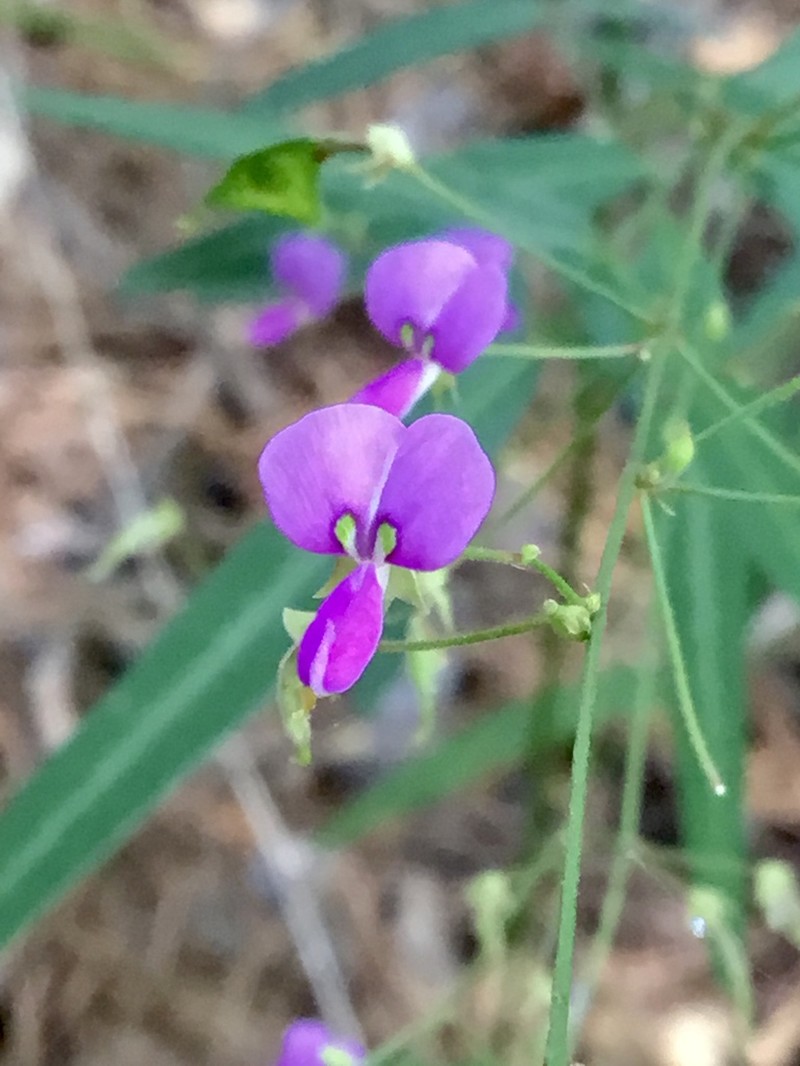Panicledleaf Ticktrefoil photo 8