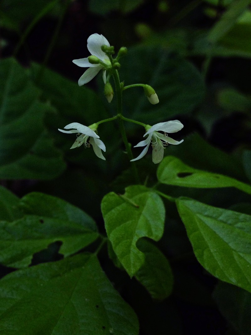 Fewflower Ticktrefoil